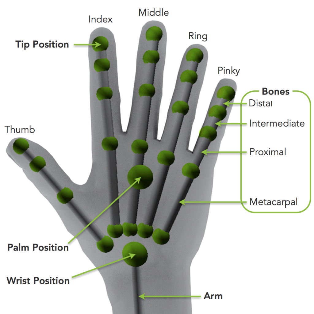 The Leap Motion API's positional tracking hierarchy.